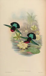 Eulampis jugularis